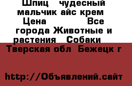 Шпиц - чудесный мальчик айс-крем › Цена ­ 20 000 - Все города Животные и растения » Собаки   . Тверская обл.,Бежецк г.